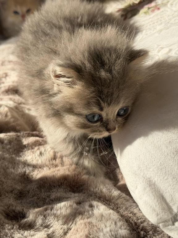 Atlas Fluffy Female photo 17