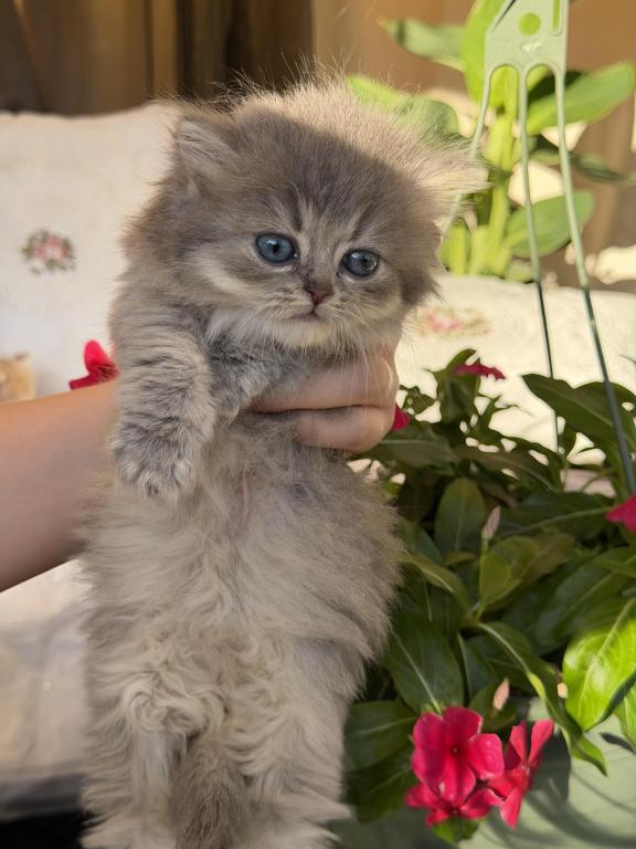 Atlas Fluffy Female photo 19