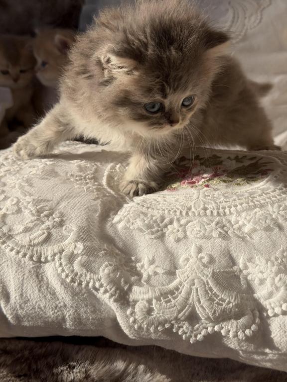 Atlas Fluffy Female photo 18