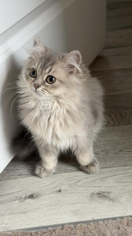 Atlas Fluffy Female photo 5