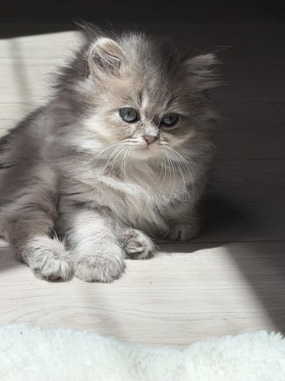 Atlas Fluffy Female photo 11