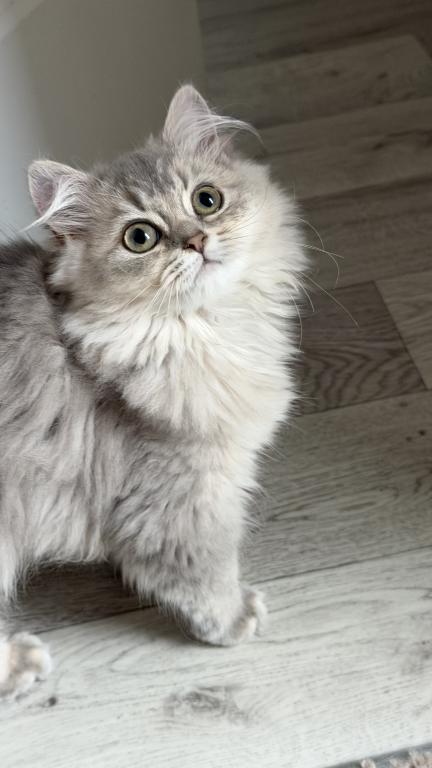 Atlas Fluffy Female photo 6