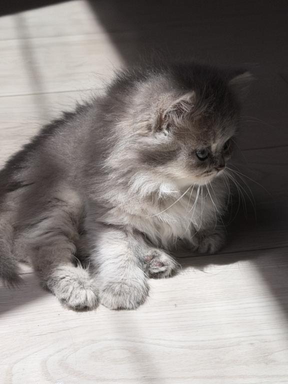 Atlas Fluffy Female photo 8