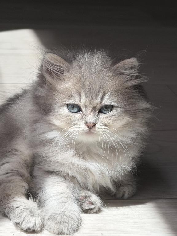 Atlas Fluffy Female photo 10