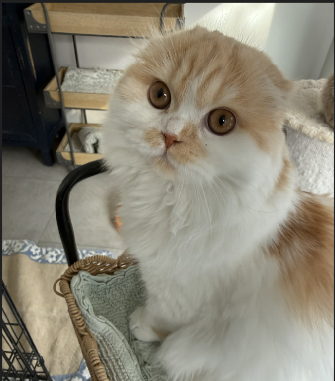 Millie photo 1