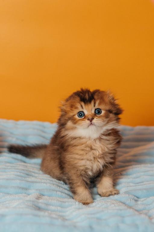 Vegas Scottish Fold Male photo 3