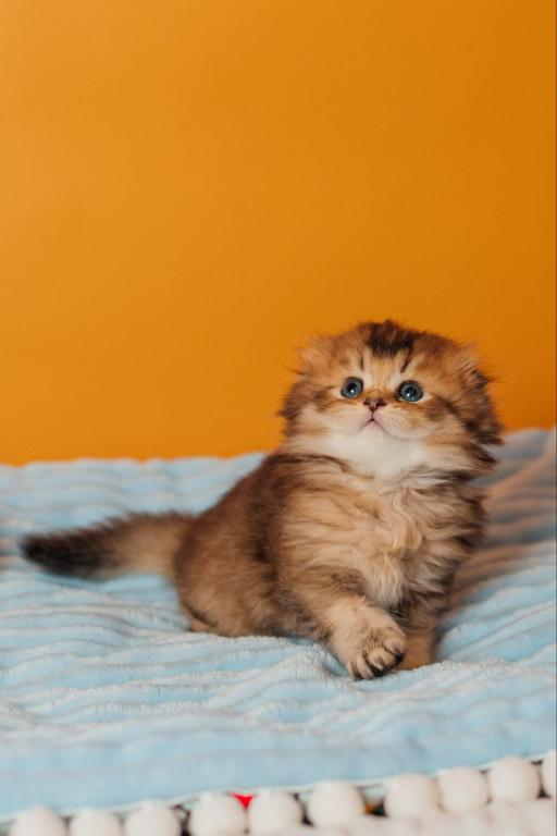 Vegas Scottish Fold Male photo 4