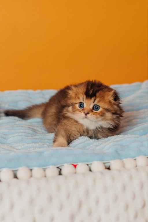 Vegas Scottish Fold Male photo 1