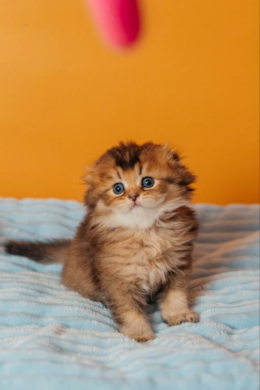 Vegas Scottish Fold Male photo 2