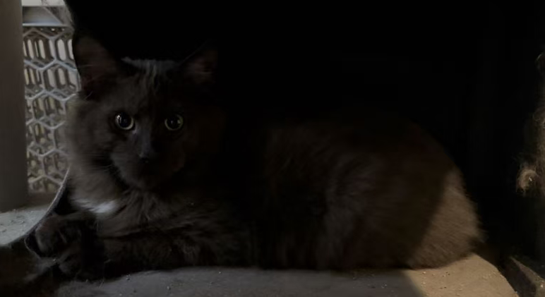 Shadow photo 1
