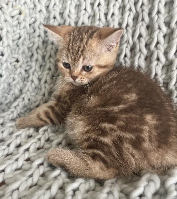 Luna photo 2