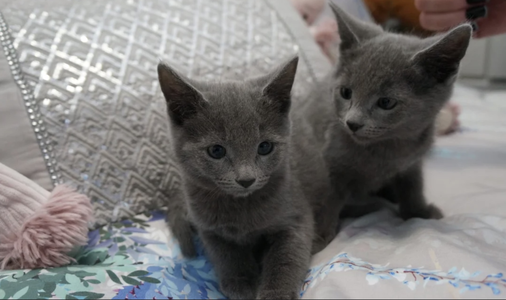Russian Blue Kittens photo 1