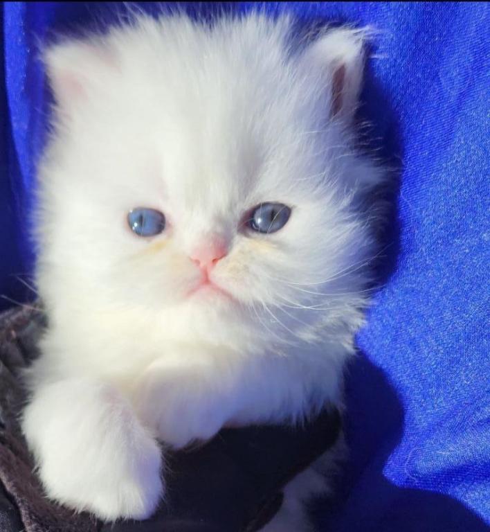 CFA Registered White Dollface Persian Female photo 9