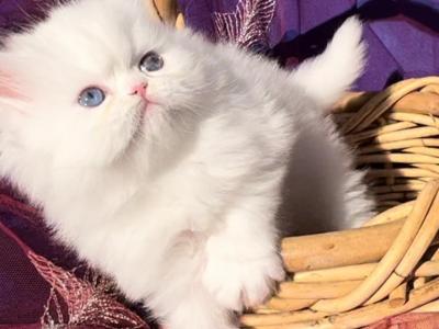 CFA Registered White Dollface Persian Female photo 14