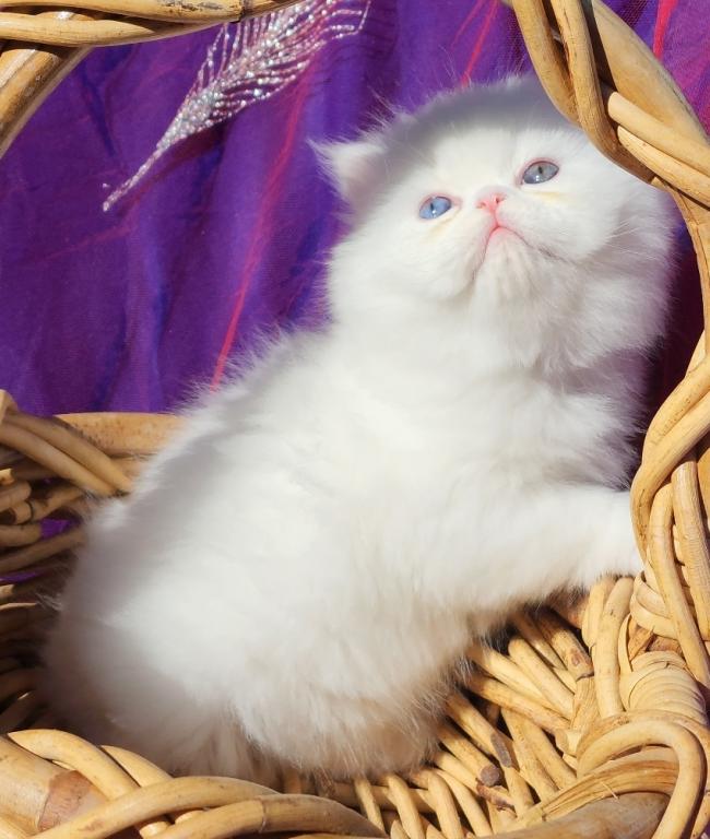 CFA Registered White Dollface Persian Female photo 7