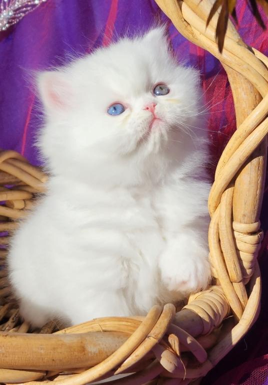 CFA Registered White Dollface Persian Female photo 8