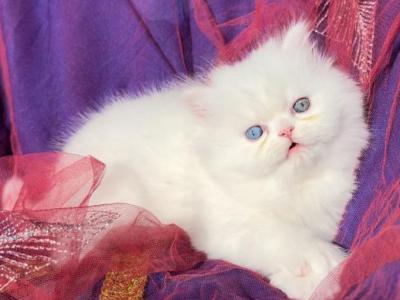 CFA Registered White Dollface Persian Female photo 10