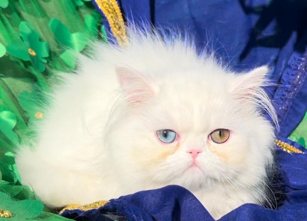 CFA Registered White Dollface Persian Female photo 1