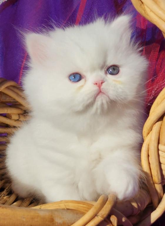 CFA Registered White Dollface Persian Female photo 4