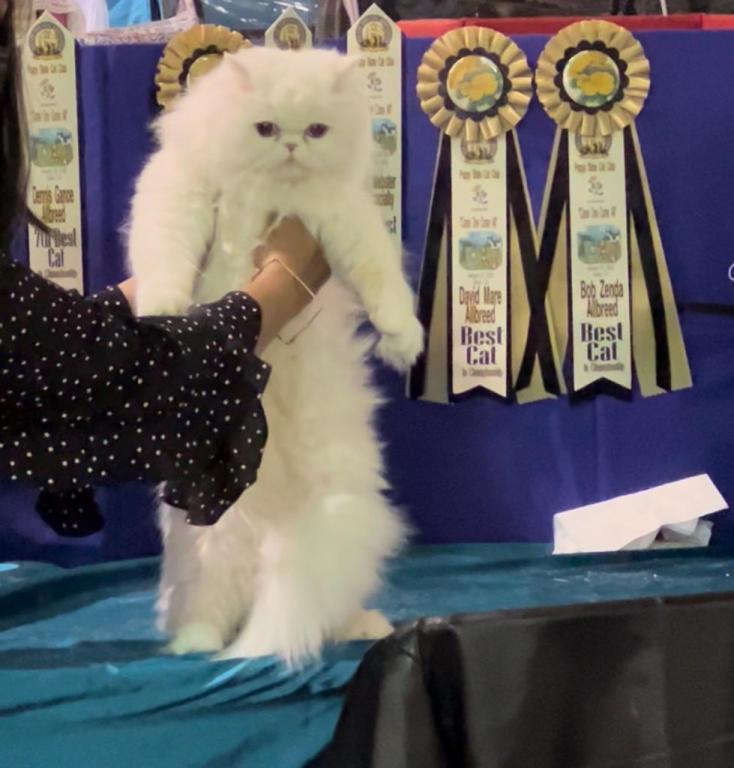 CFA Registered White Dollface Persian Female photo 2