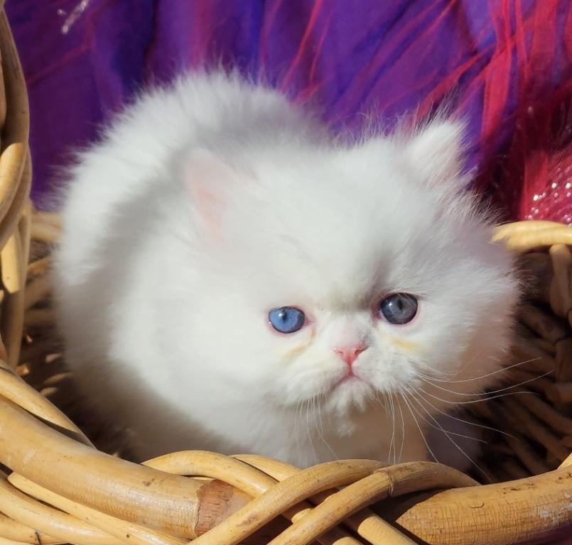 CFA Registered White Dollface Persian Female photo 6