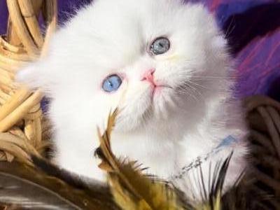 CFA Registered White Dollface Persian Female photo 11