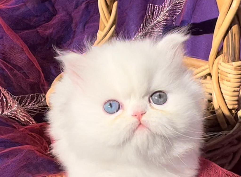CFA Registered White Dollface Persian Female photo 13