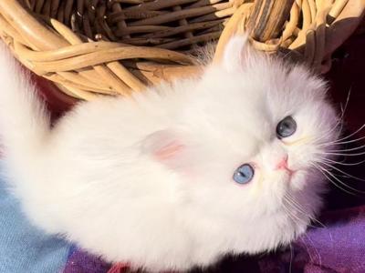 CFA Registered White Dollface Persian Female photo 12
