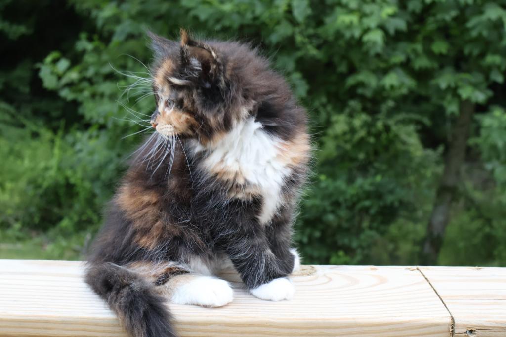 Luna Maine Coon photo 5