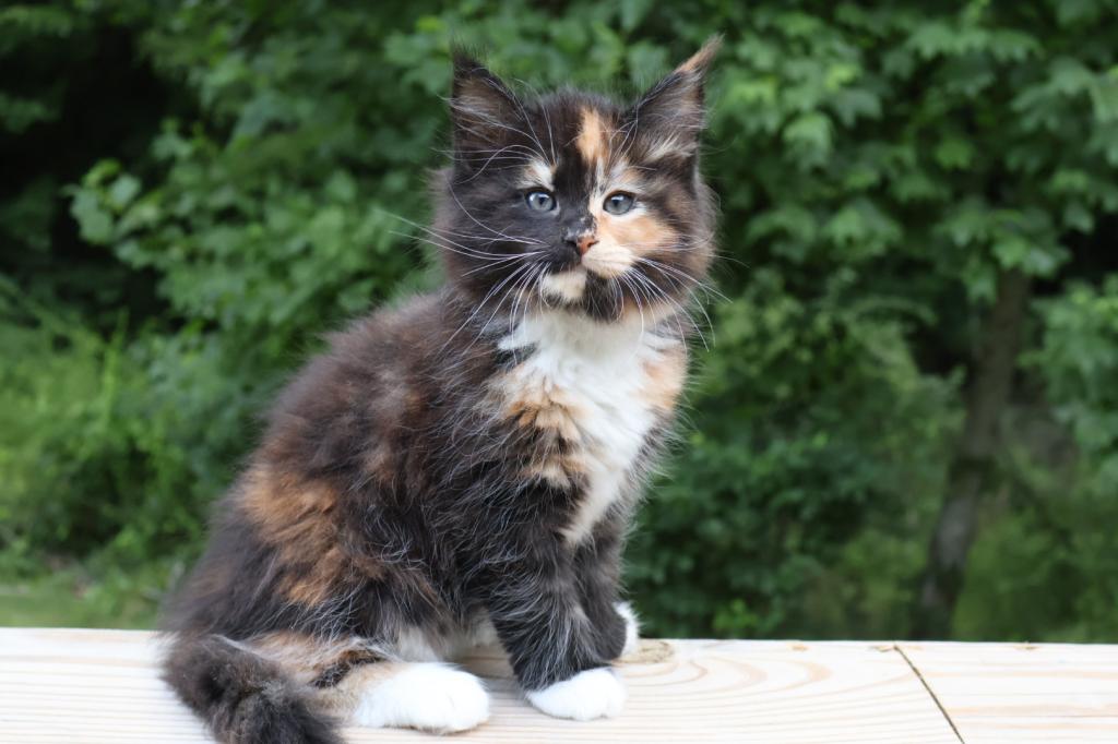 Luna Maine Coon photo 13