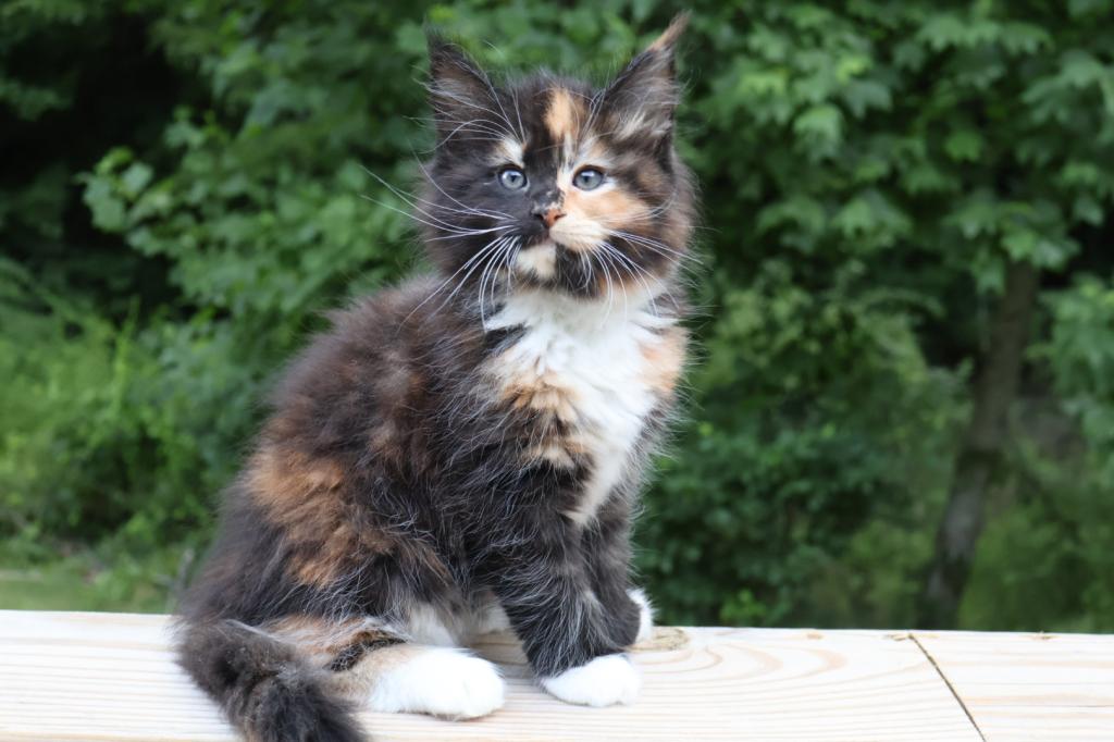 Luna Maine Coon photo 14