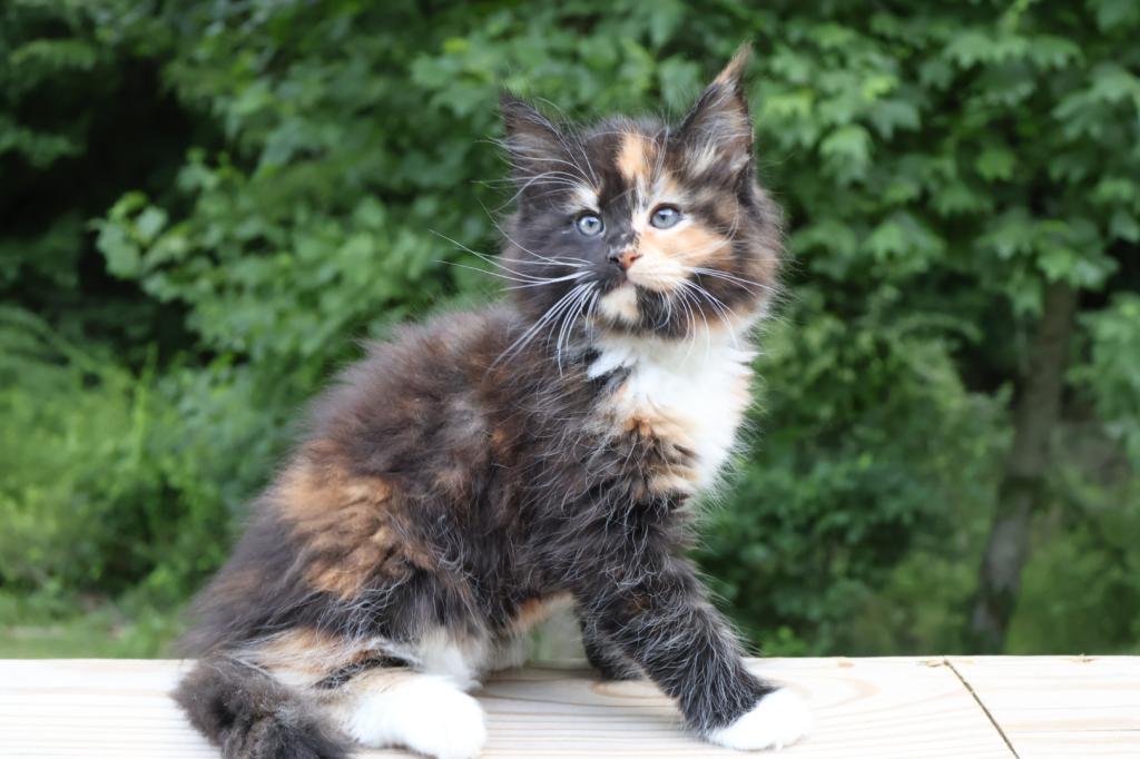 Luna Maine Coon photo 4