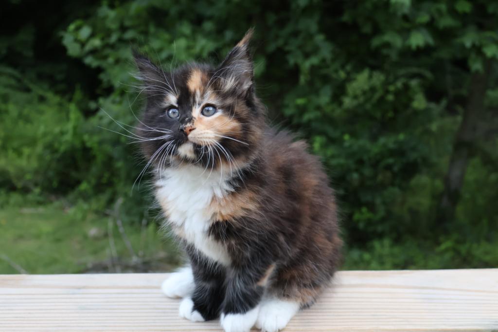 Luna Maine Coon photo 8