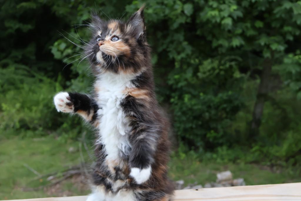 Luna Maine Coon photo 10