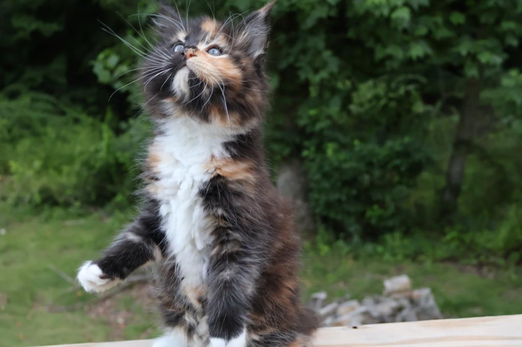 Luna Maine Coon photo 9