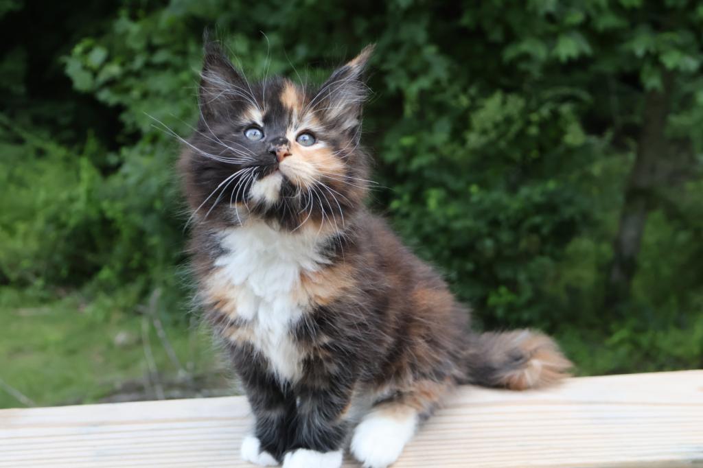 Luna Maine Coon photo 11