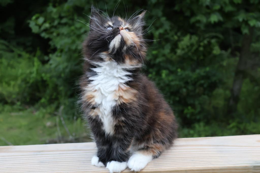 Luna Maine Coon photo 7
