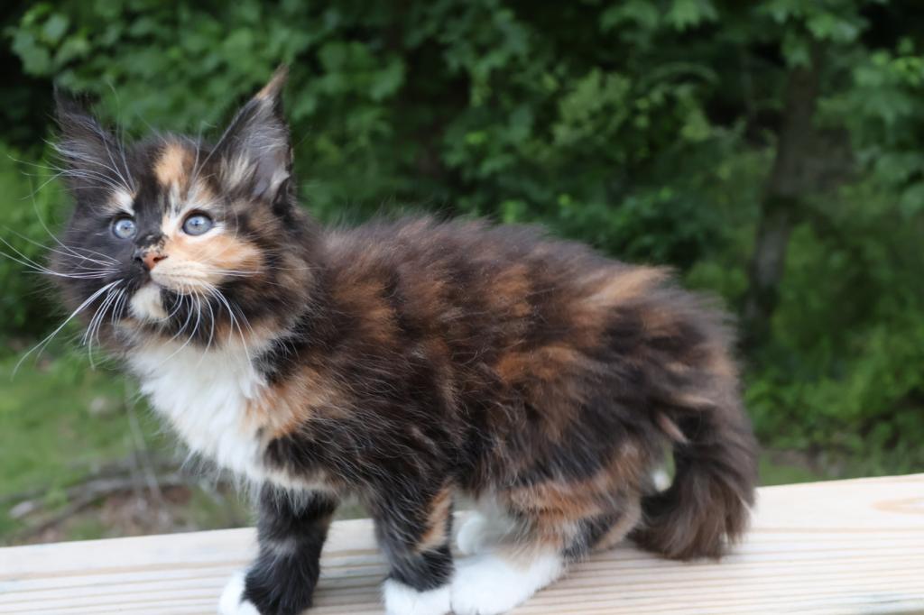 Luna Maine Coon photo 6