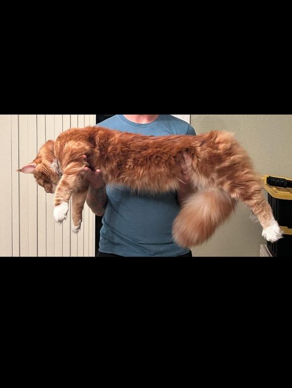 Luna Maine Coon photo 3