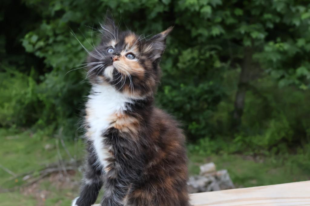 Luna Maine Coon photo 1