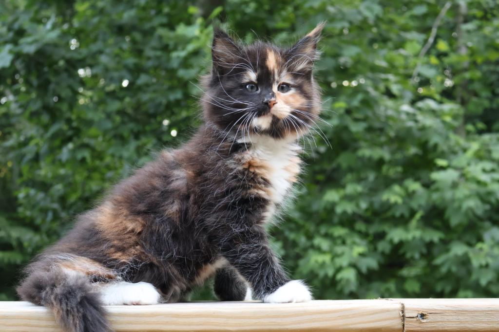 Luna Maine Coon photo 12
