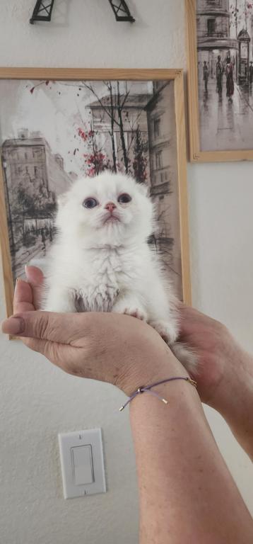 Scottish Fold Chinchilla Kitten Sandra photo 2