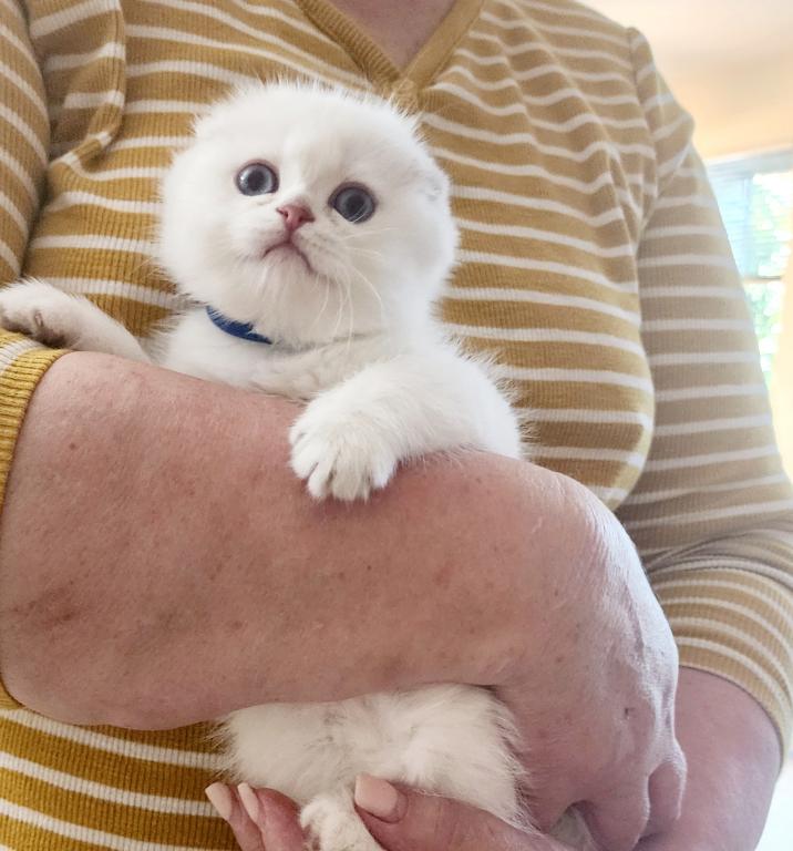 Scottish Fold Chinchilla Kitten Sandra photo 1