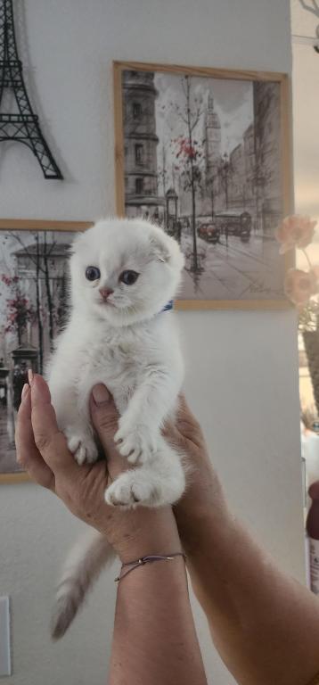Scottish Fold Chinchilla Kitten Sandra photo 3