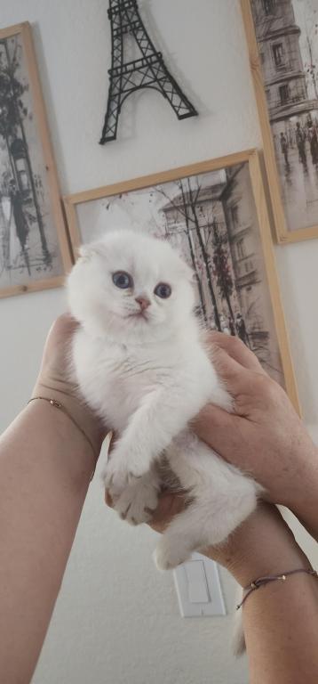 Scottish Fold Chinchilla Kitten Sandra photo 4