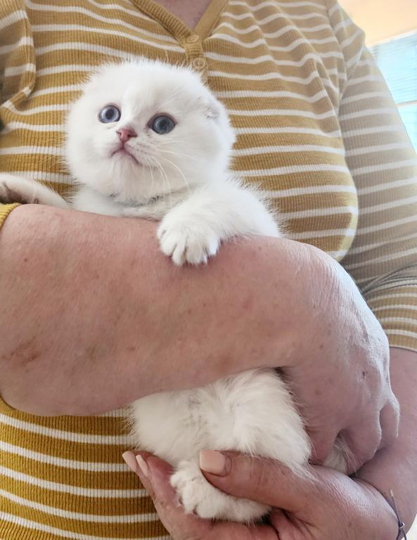 Scottish Fold Chinchilla Kitten Sandra photo 5
