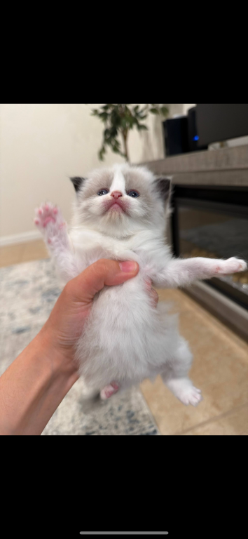 Oscar