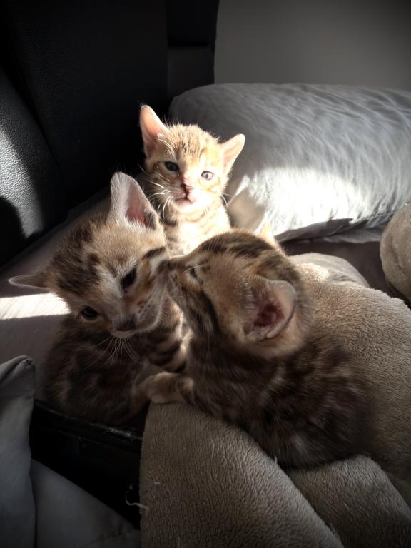 Designer Bengals photo 4