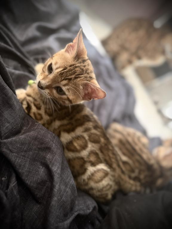 Designer Bengals photo 8