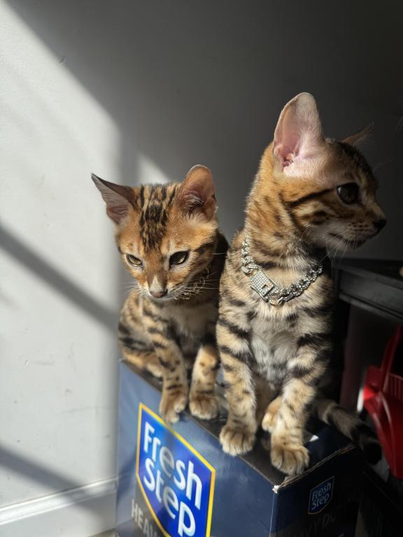 Designer Bengals photo 3